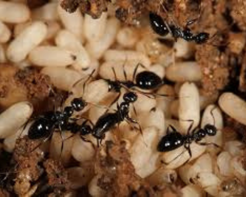 ant, karınca, haşere market, ant control service